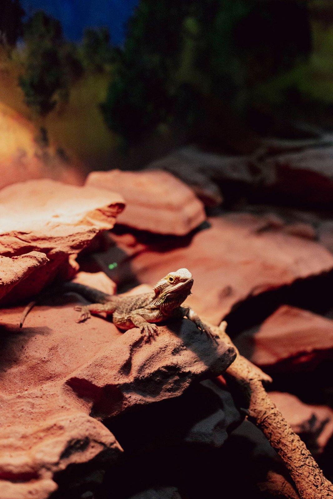 Pogona (agame barbu) : installation, chauffage et premiers repas