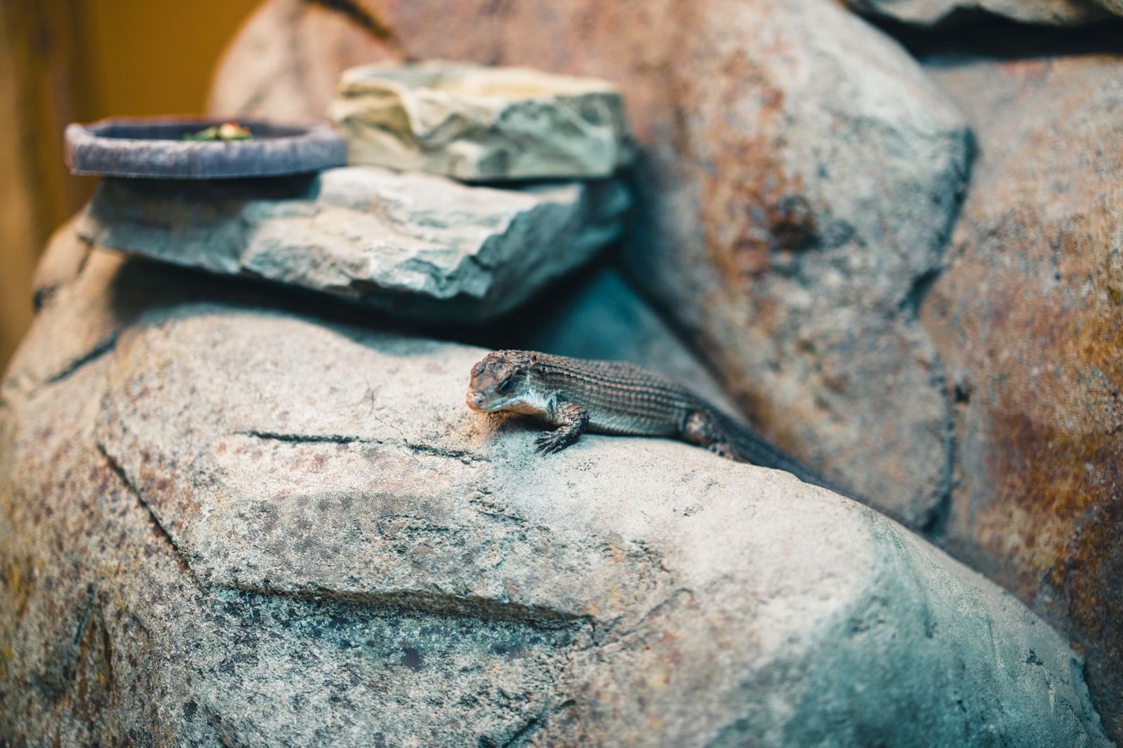 Lézards de terrarium : bien choisir son espèce selon son niveau