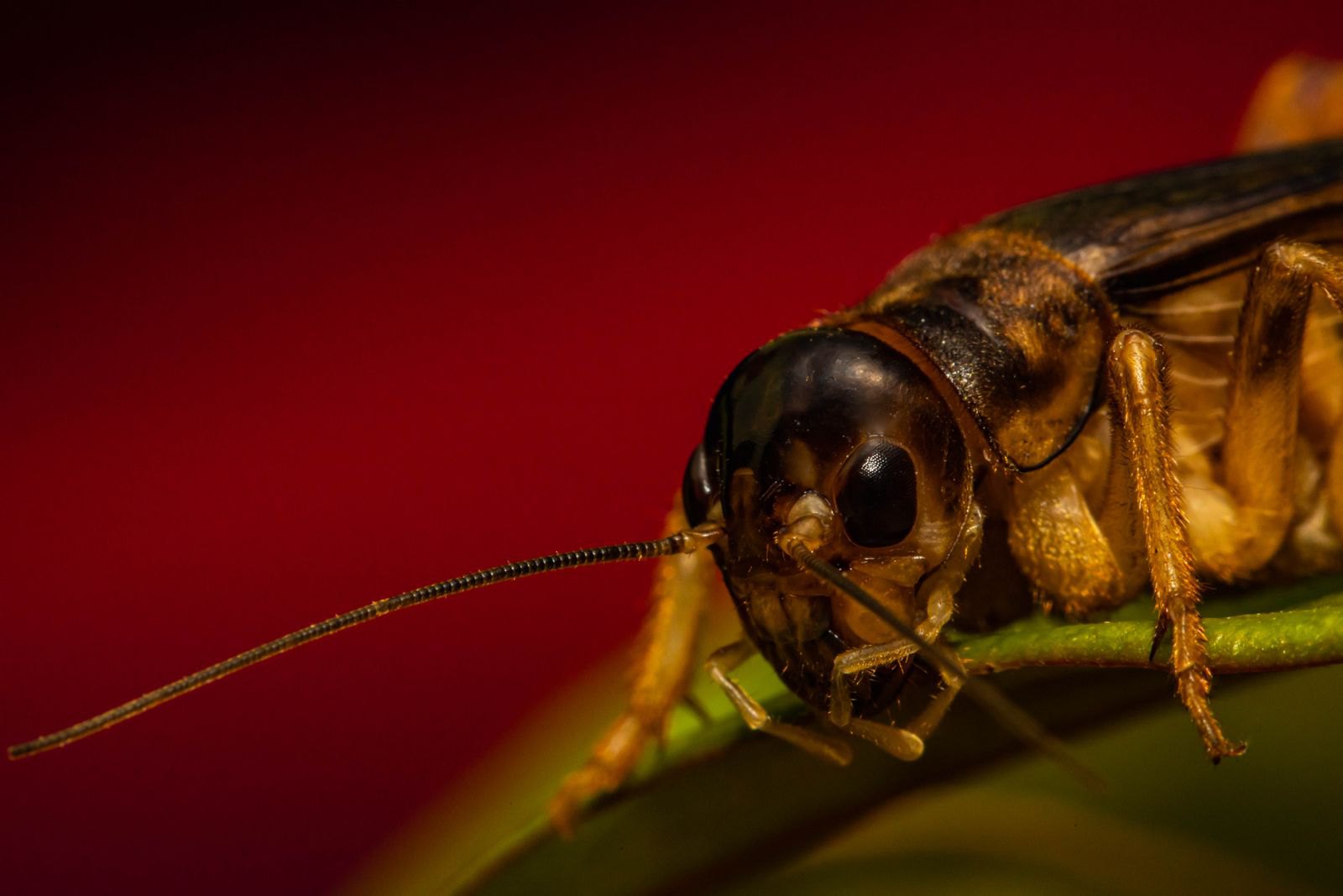 Nourrir son lézard insectivore : grillons, blattes et vers, comment varier